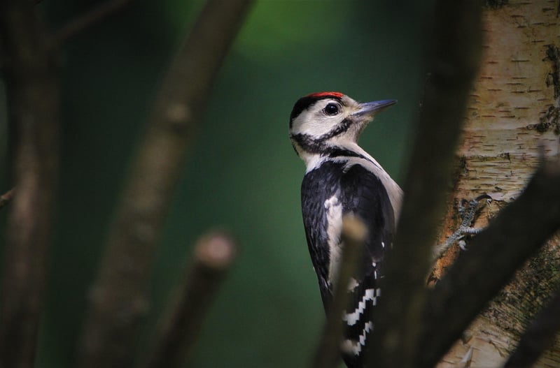 DIY Bird Feeders